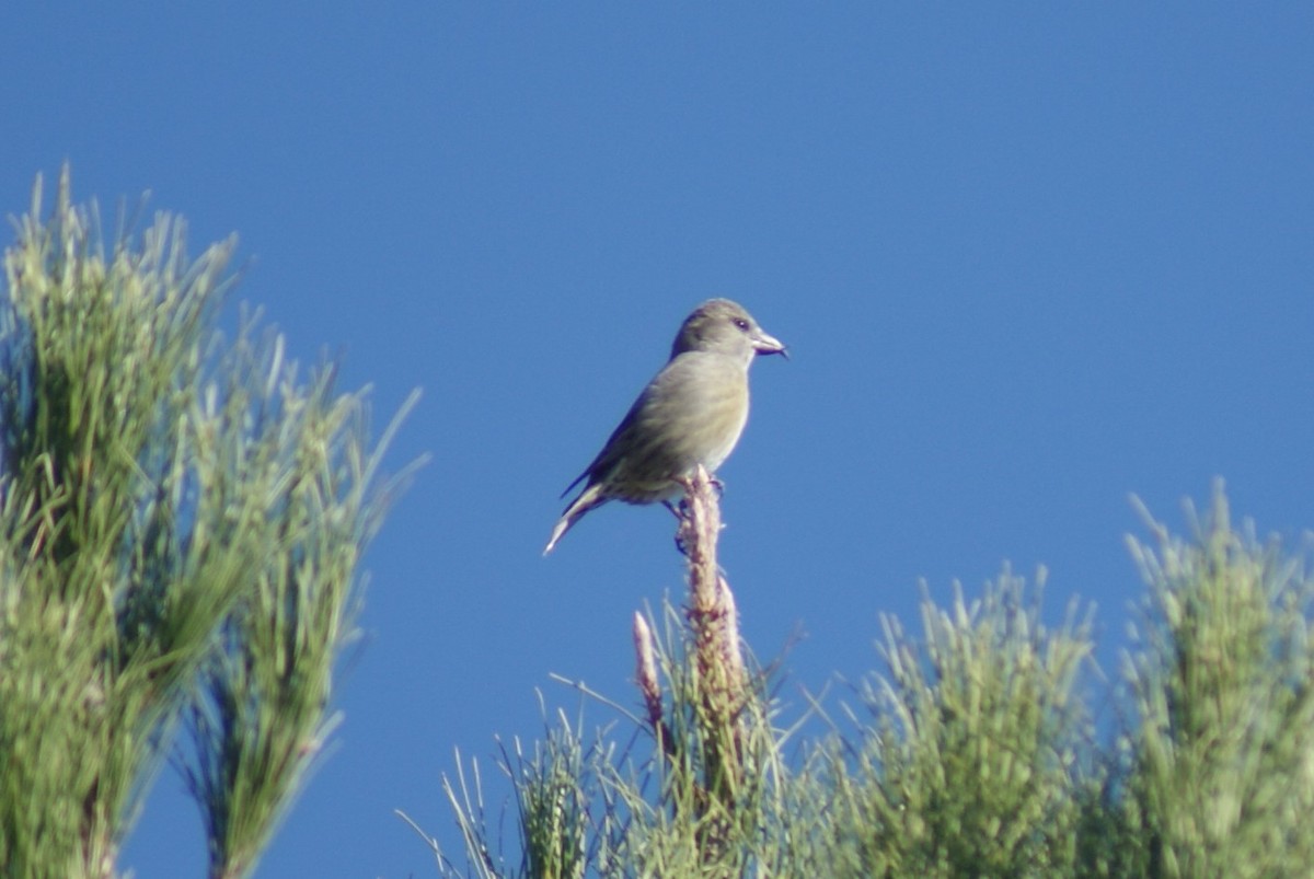 Red Crossbill - Jim Paton