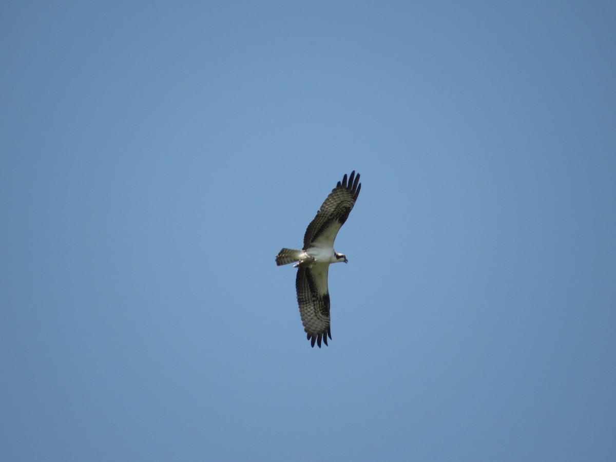 Águila Pescadora - ML75409211