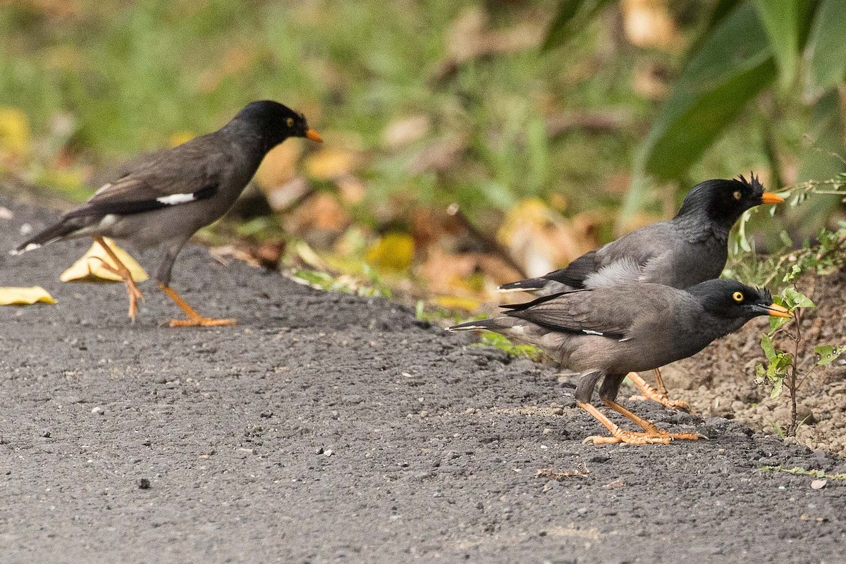 Jungle Myna - ML75410301