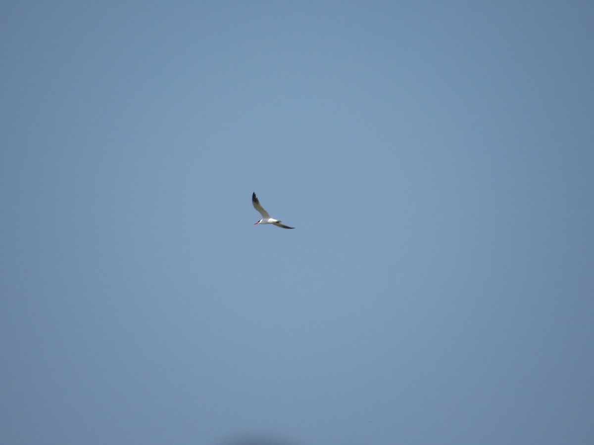 Caspian Tern - ML75410371