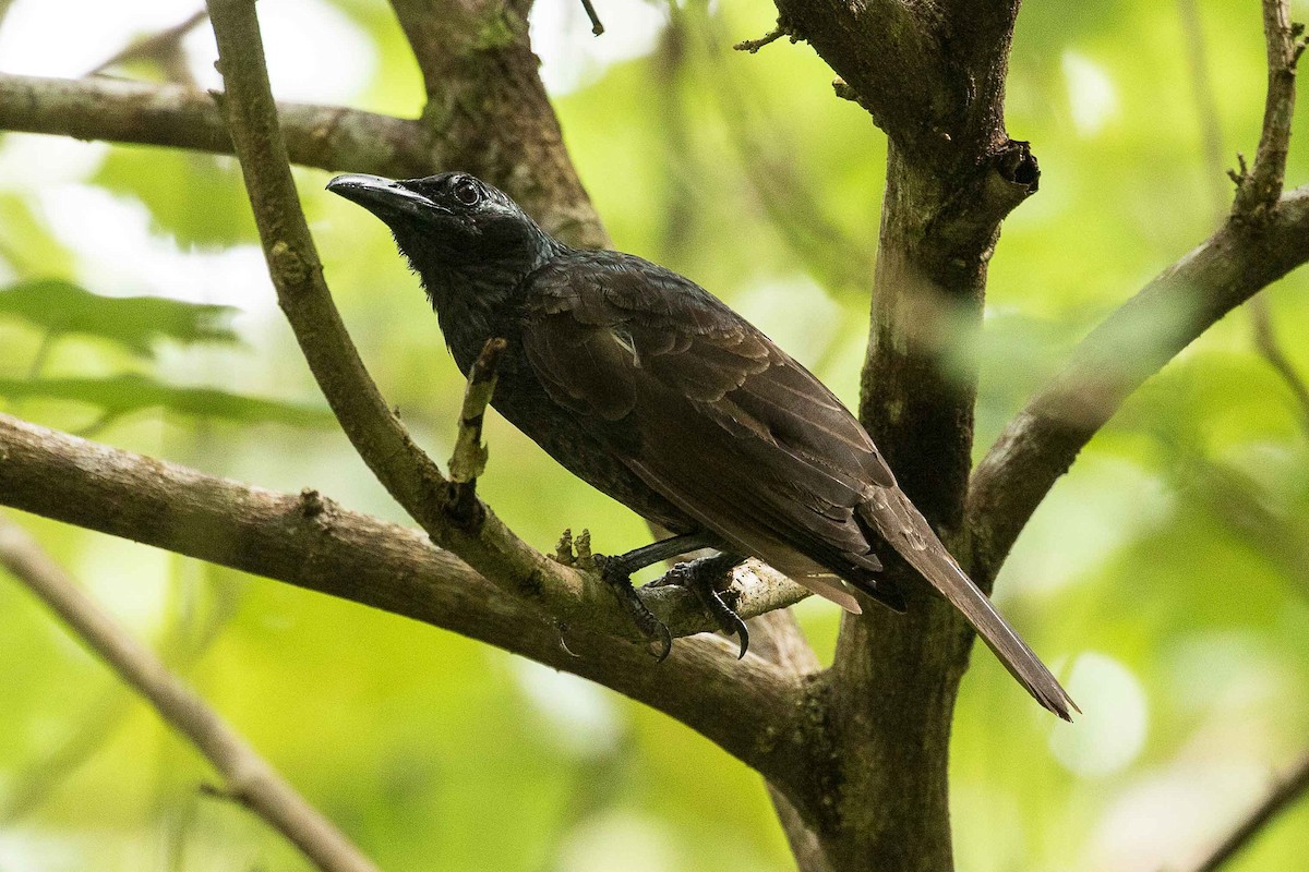 Samoan Starling - ML75410431