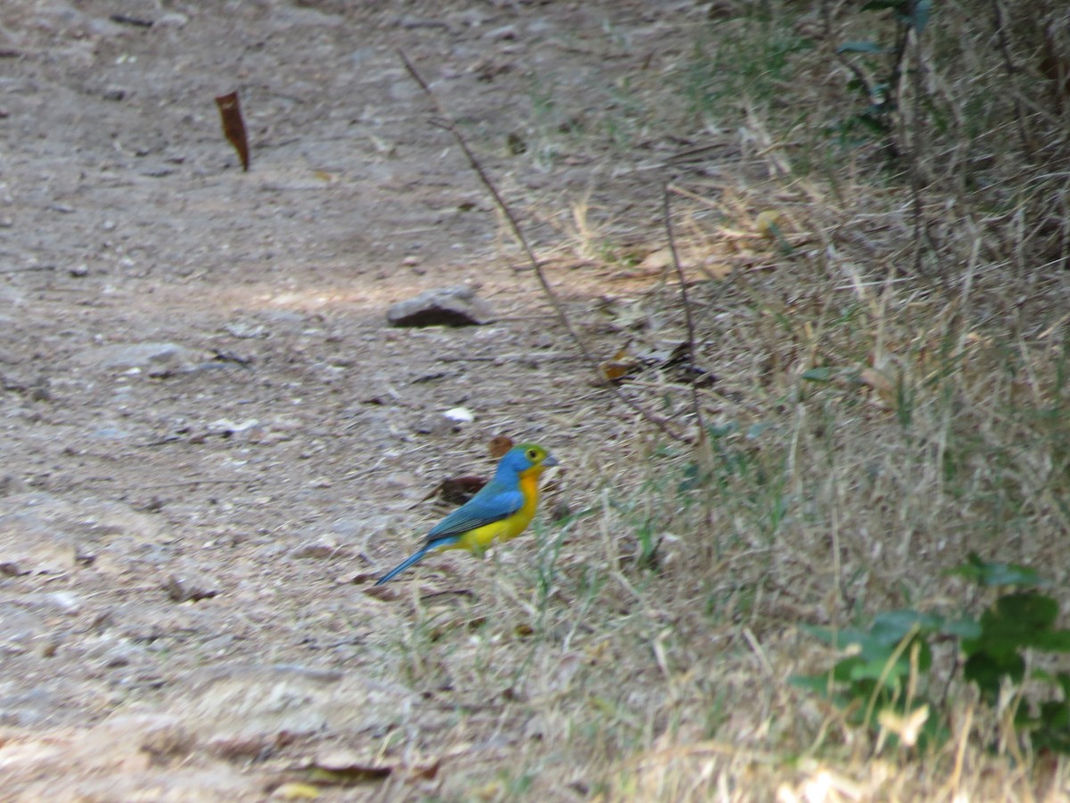 Orange-breasted Bunting - ML75410461