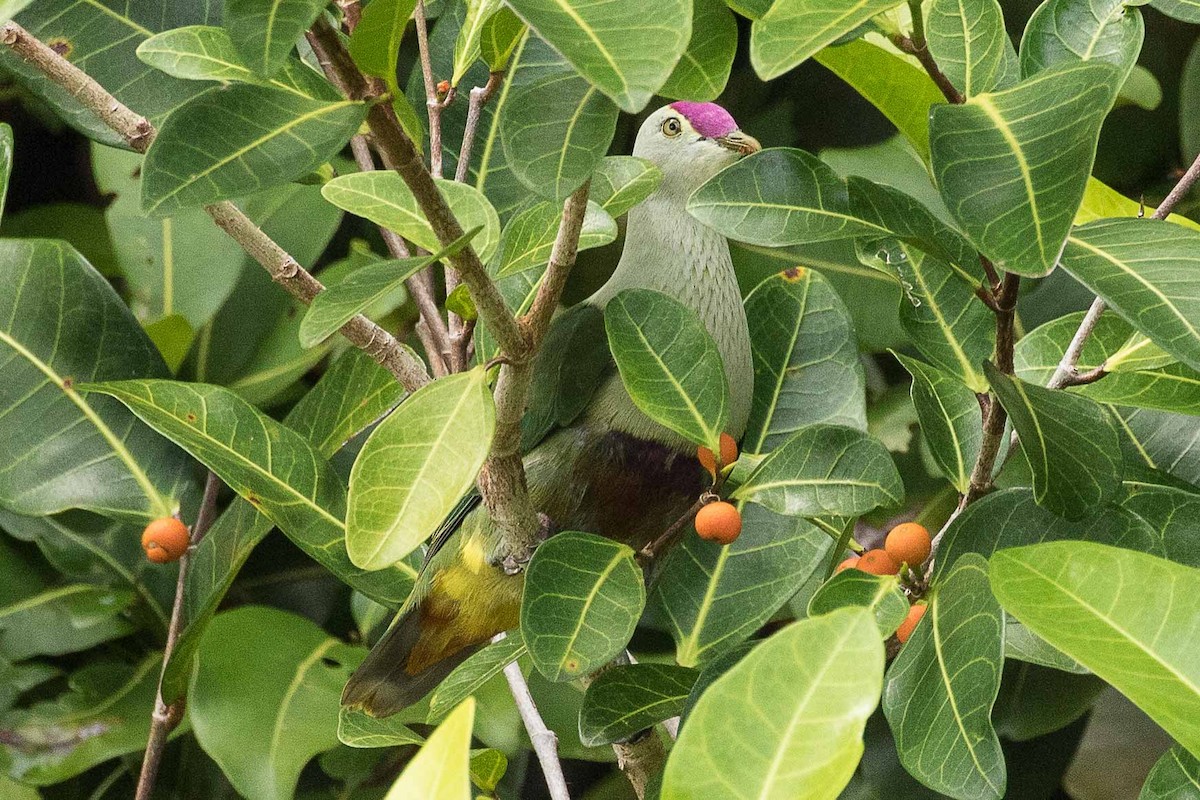 Crimson-crowned Fruit-Dove - Eric VanderWerf
