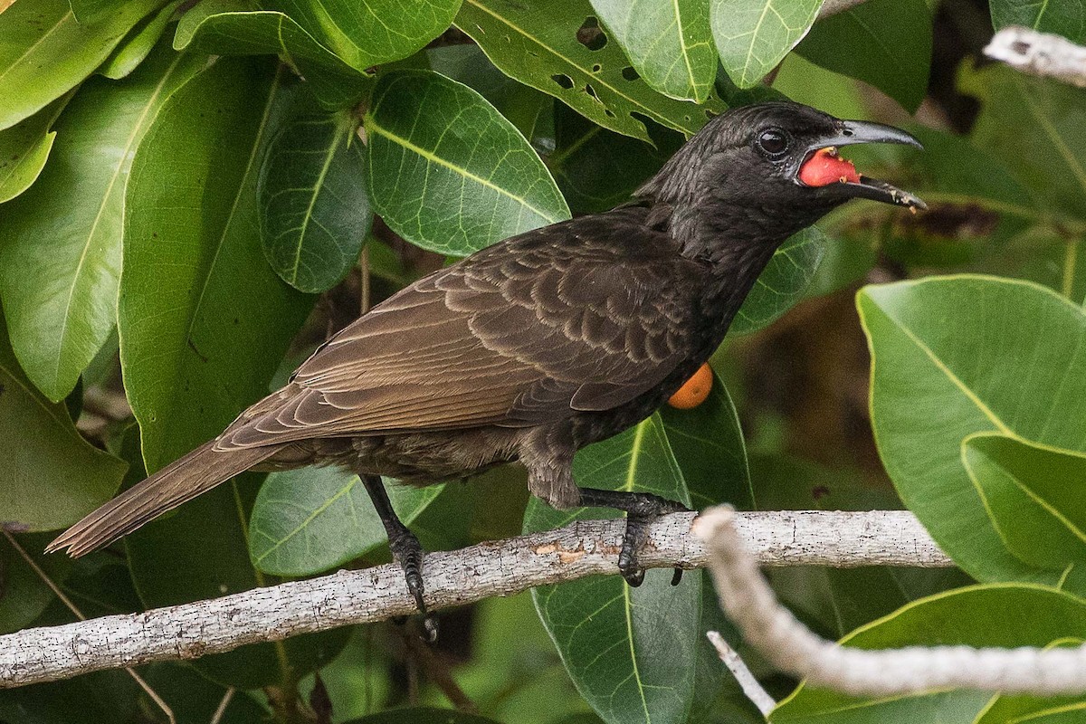 Samoan Starling - ML75410851