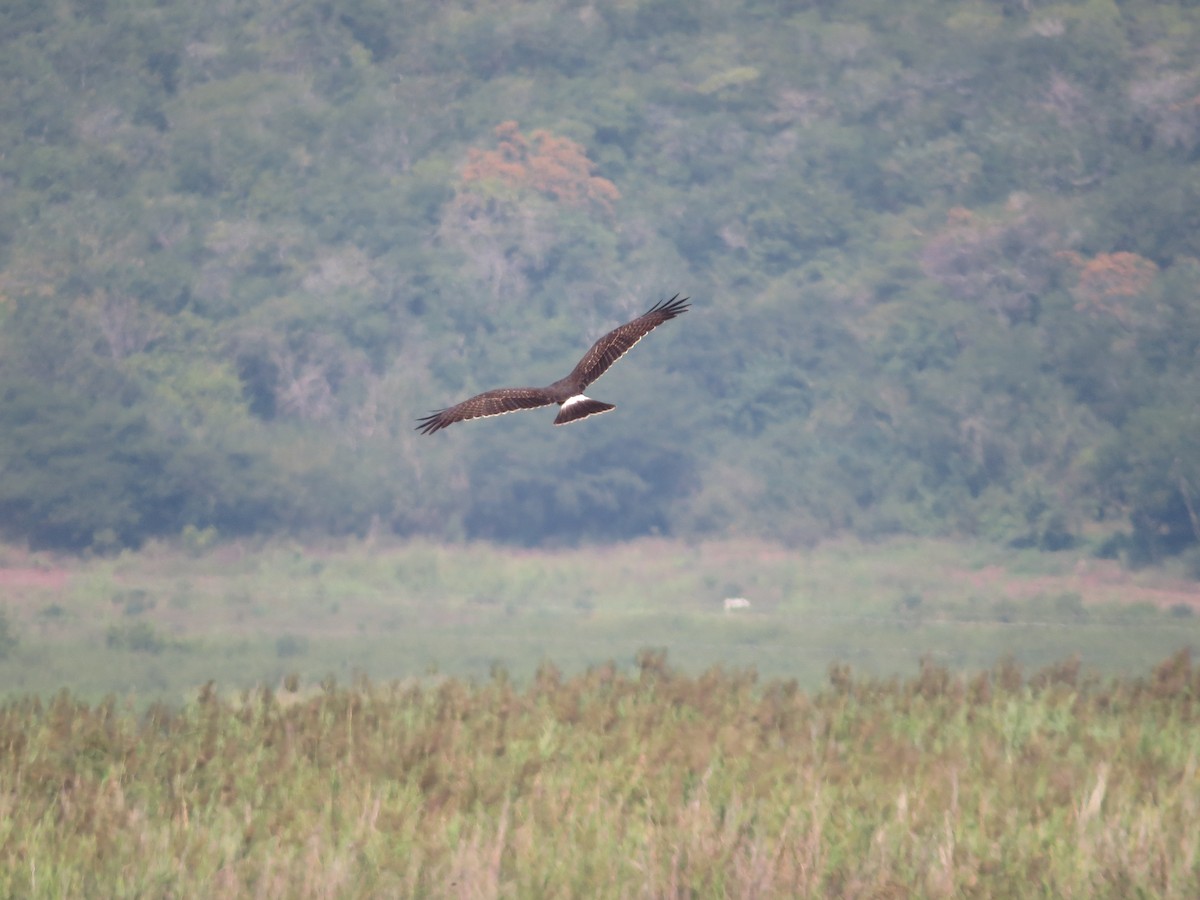 Snail Kite - ML75410941