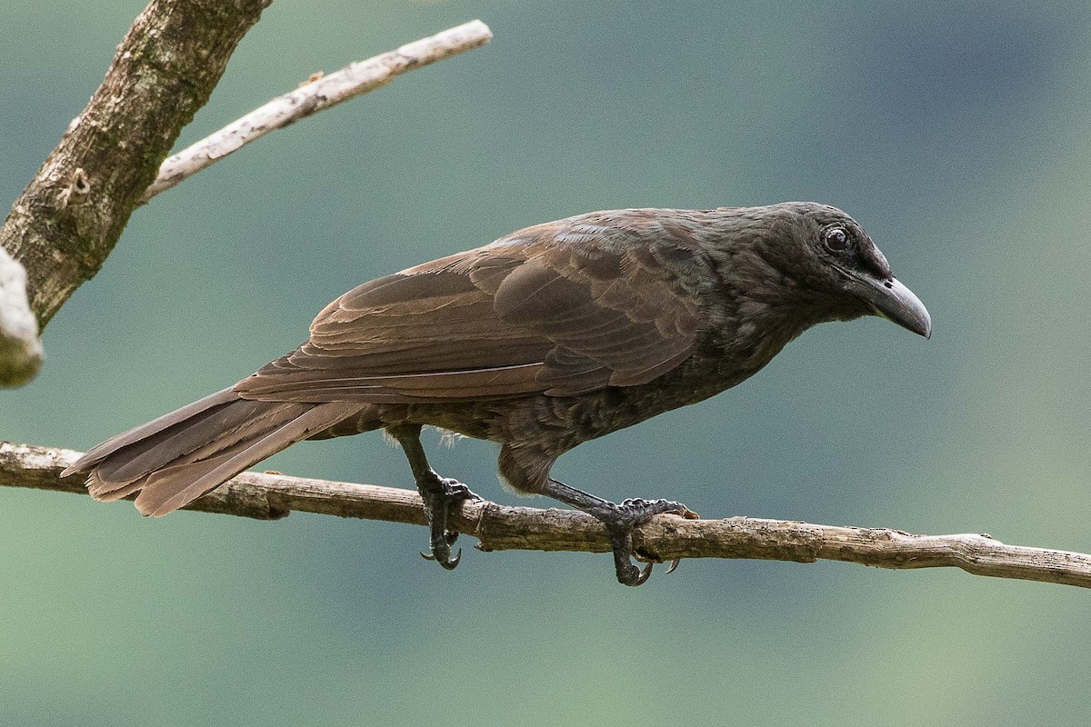 Samoan Starling - ML75411151