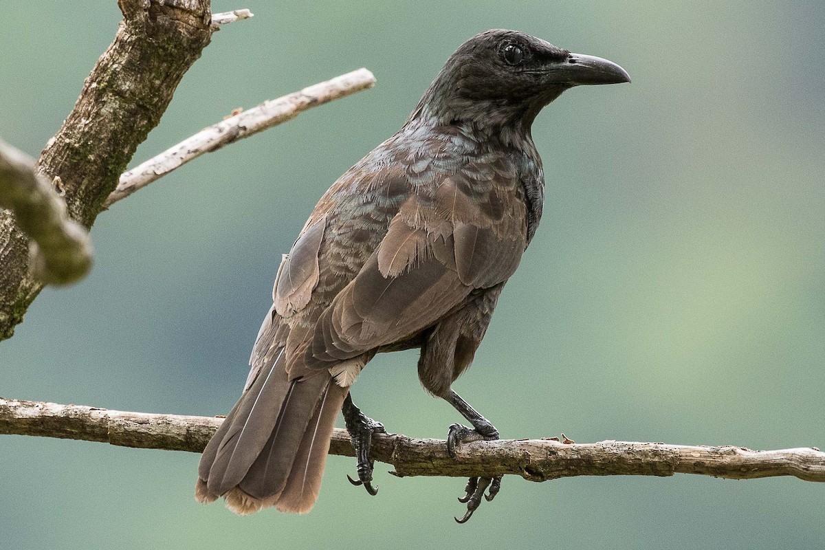 Samoan Starling - ML75411171