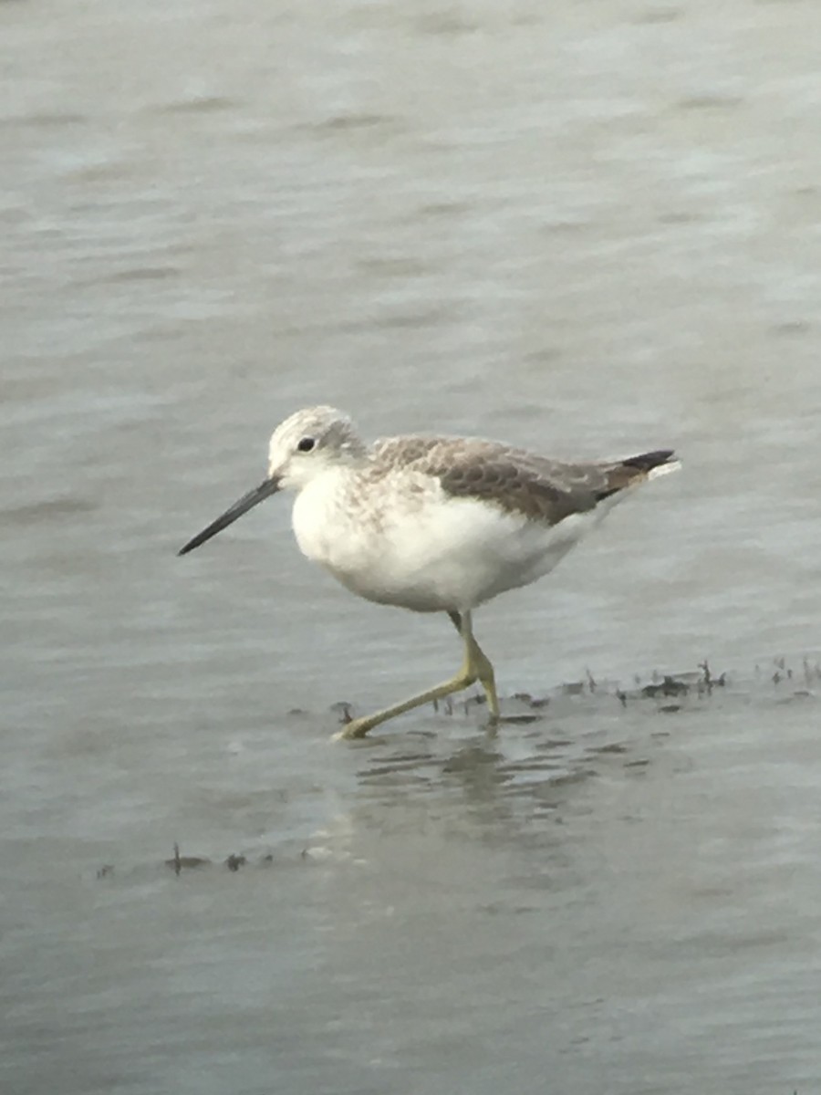 Common Greenshank - David Weber