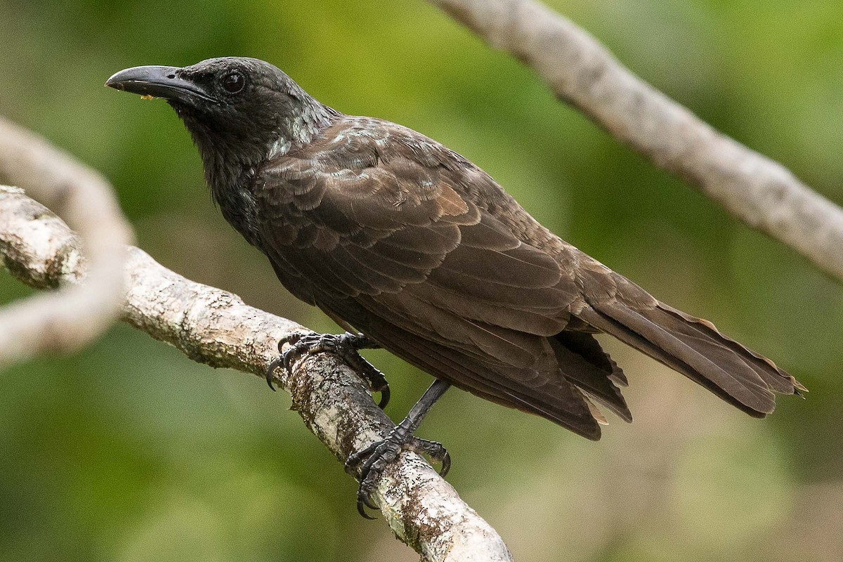 Samoan Starling - ML75411721