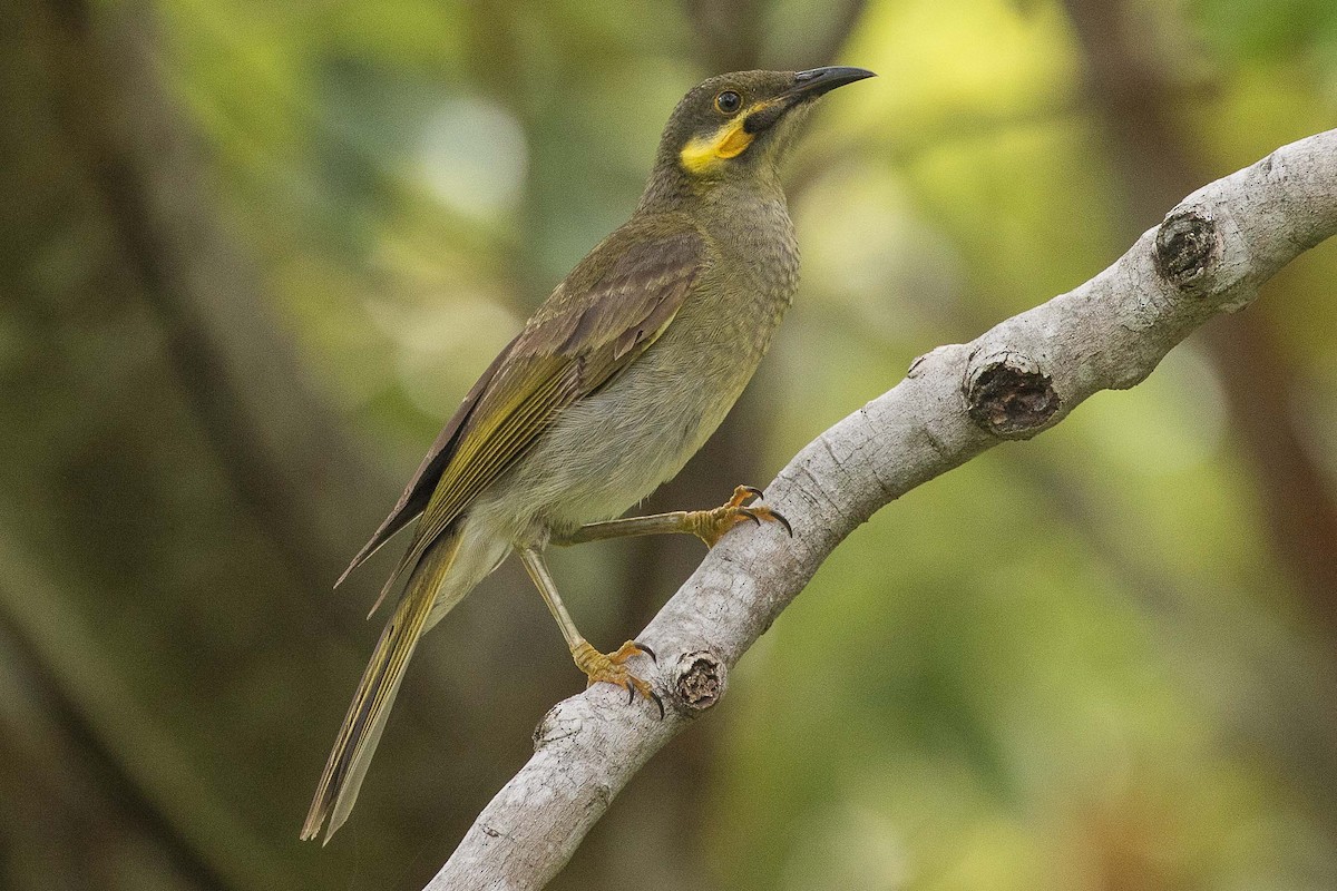 Eastern Wattled-Honeyeater - Eric VanderWerf