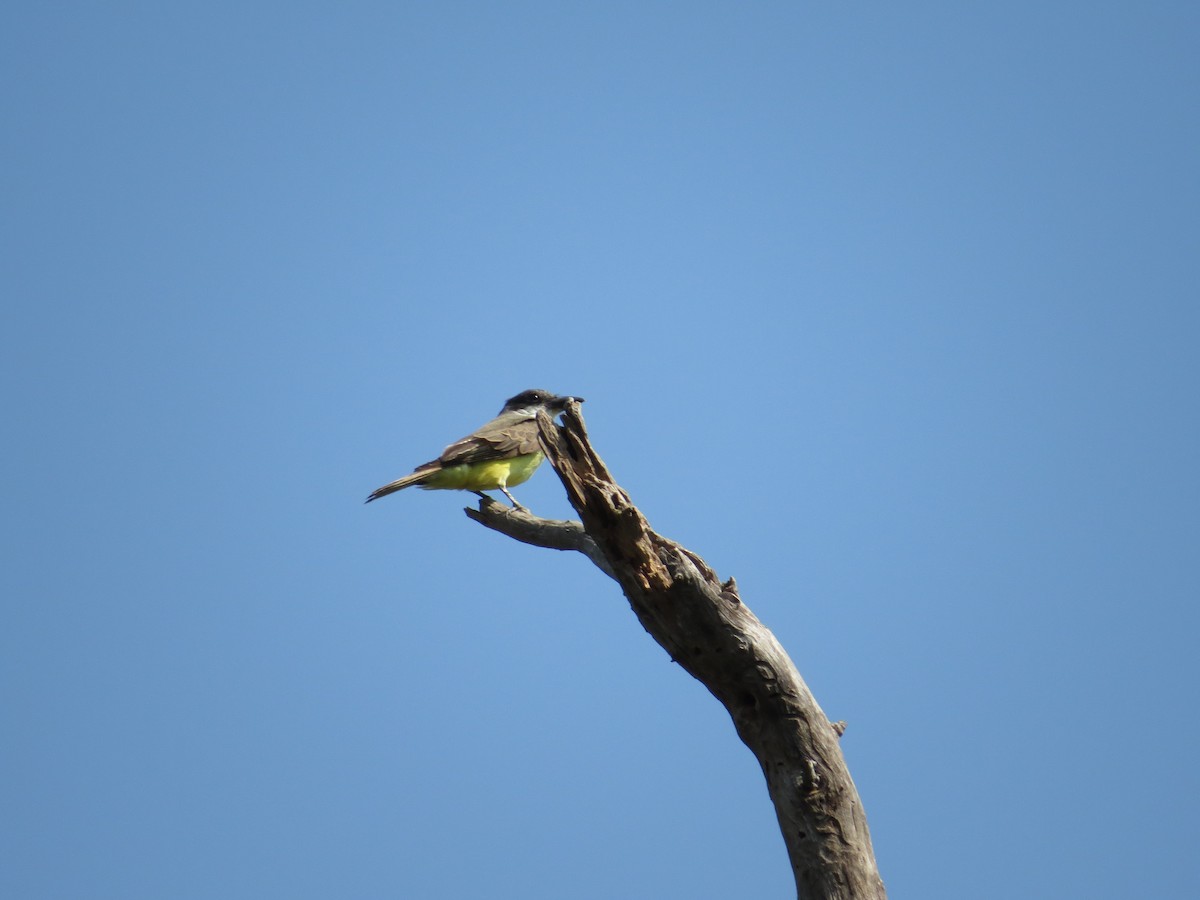 Dickschnabel-Königstyrann - ML75412041