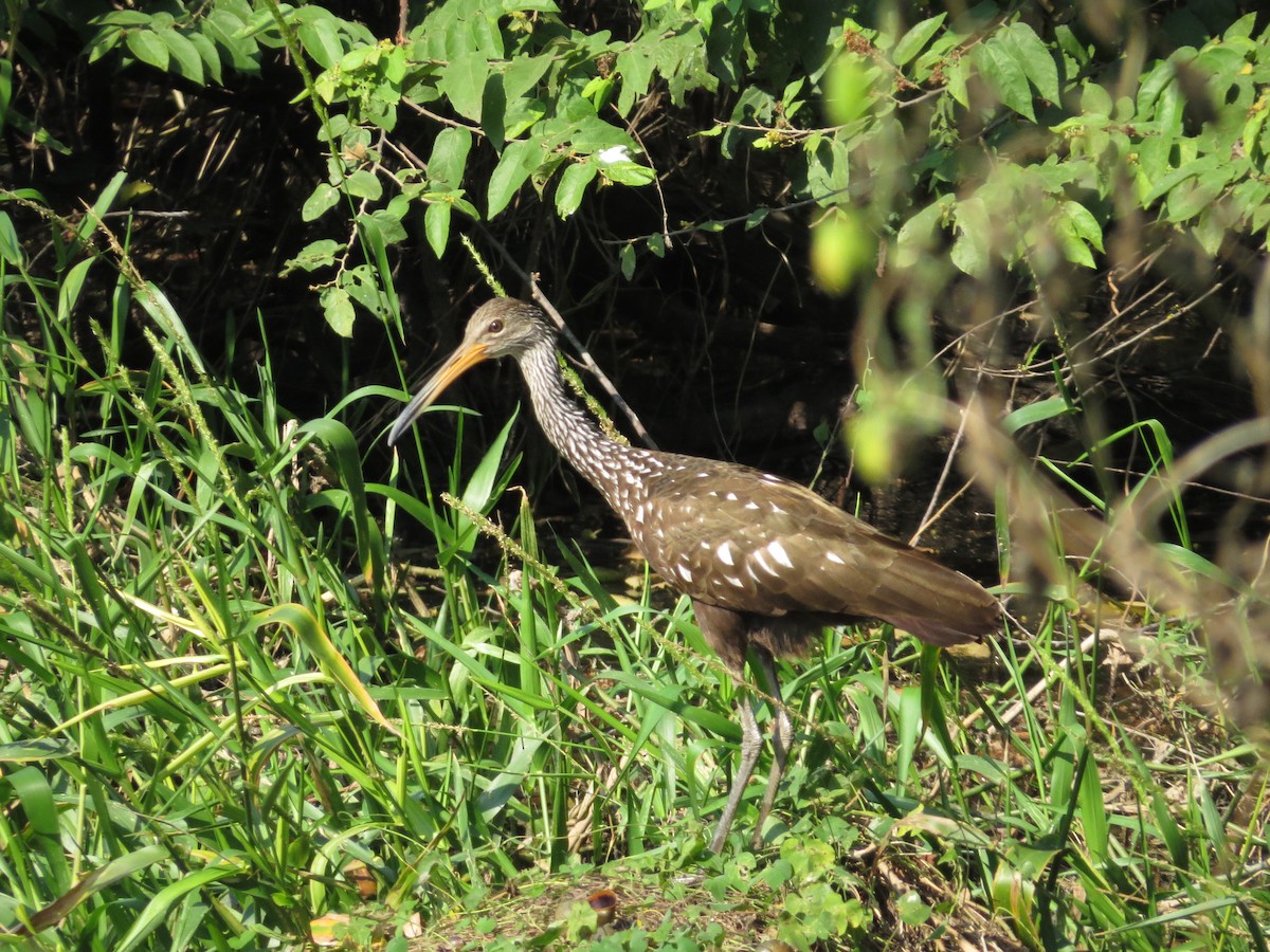 Limpkin - ML75412301