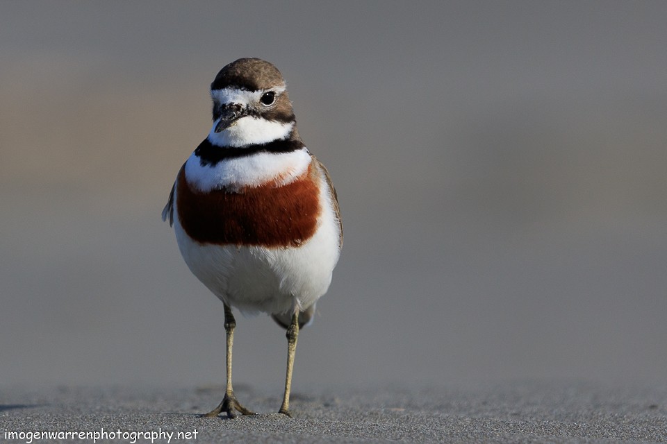 Double-banded Plover - ML75412351