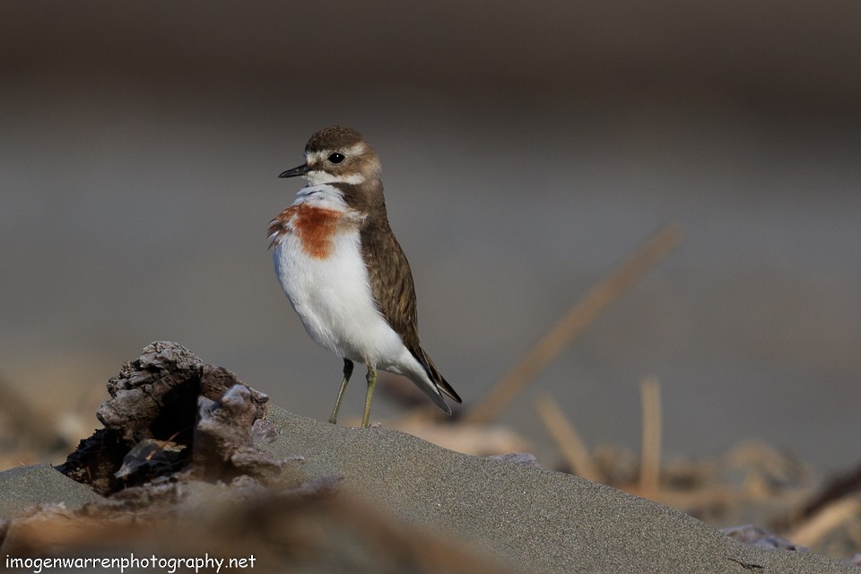 Double-banded Plover - ML75412391