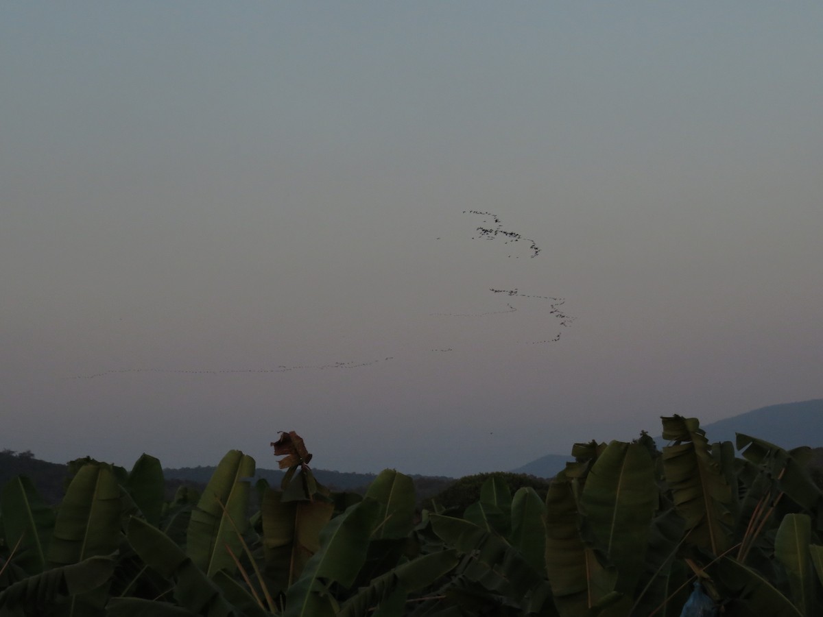 White-faced Ibis - ML75412601