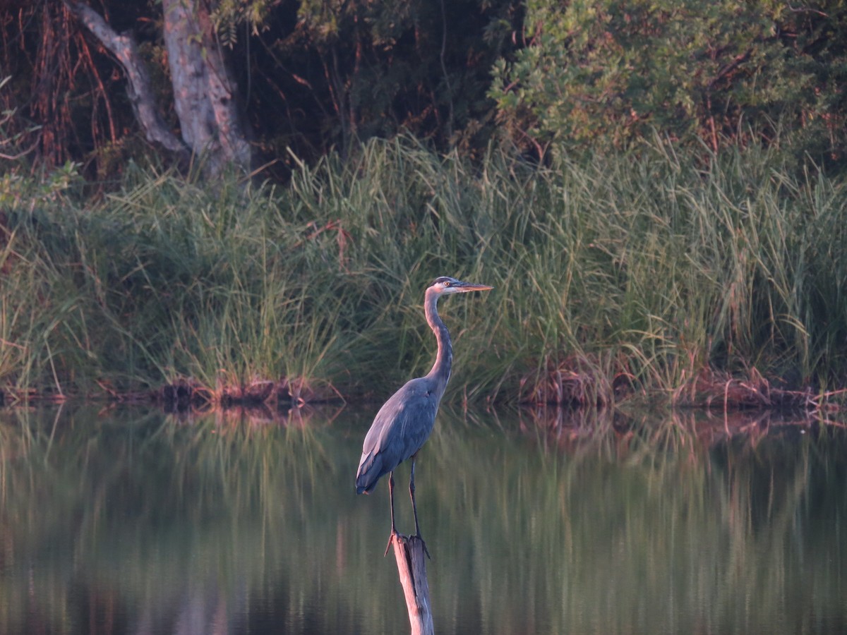 Great Blue Heron - ML75413131