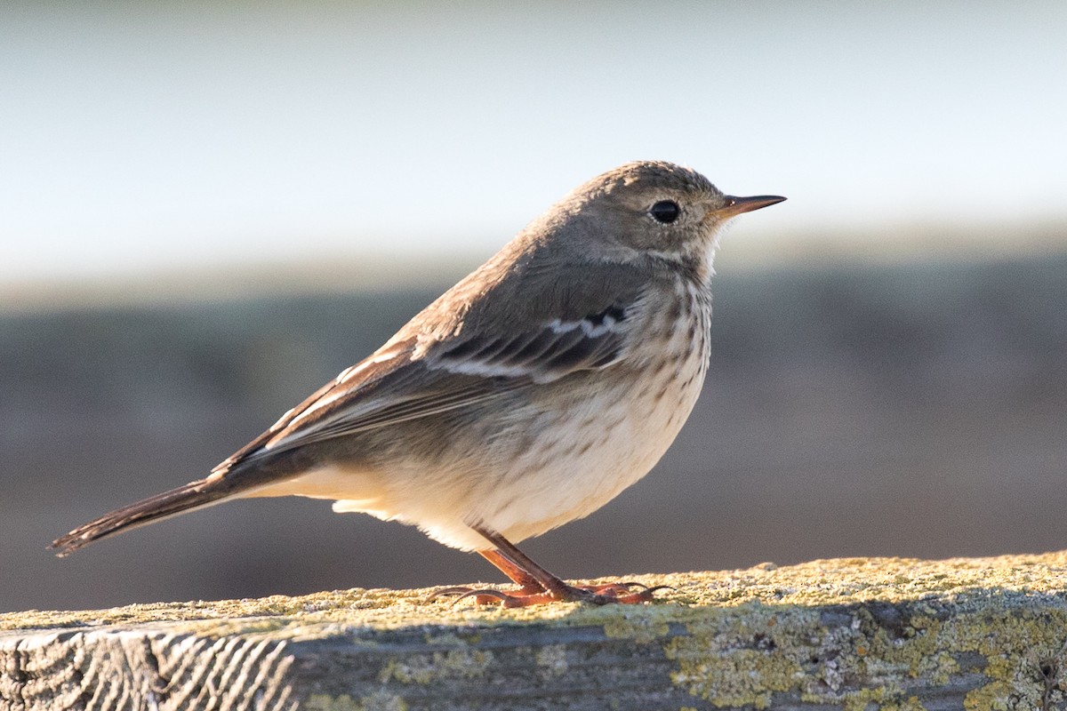 Pipit d'Amérique - ML75413841