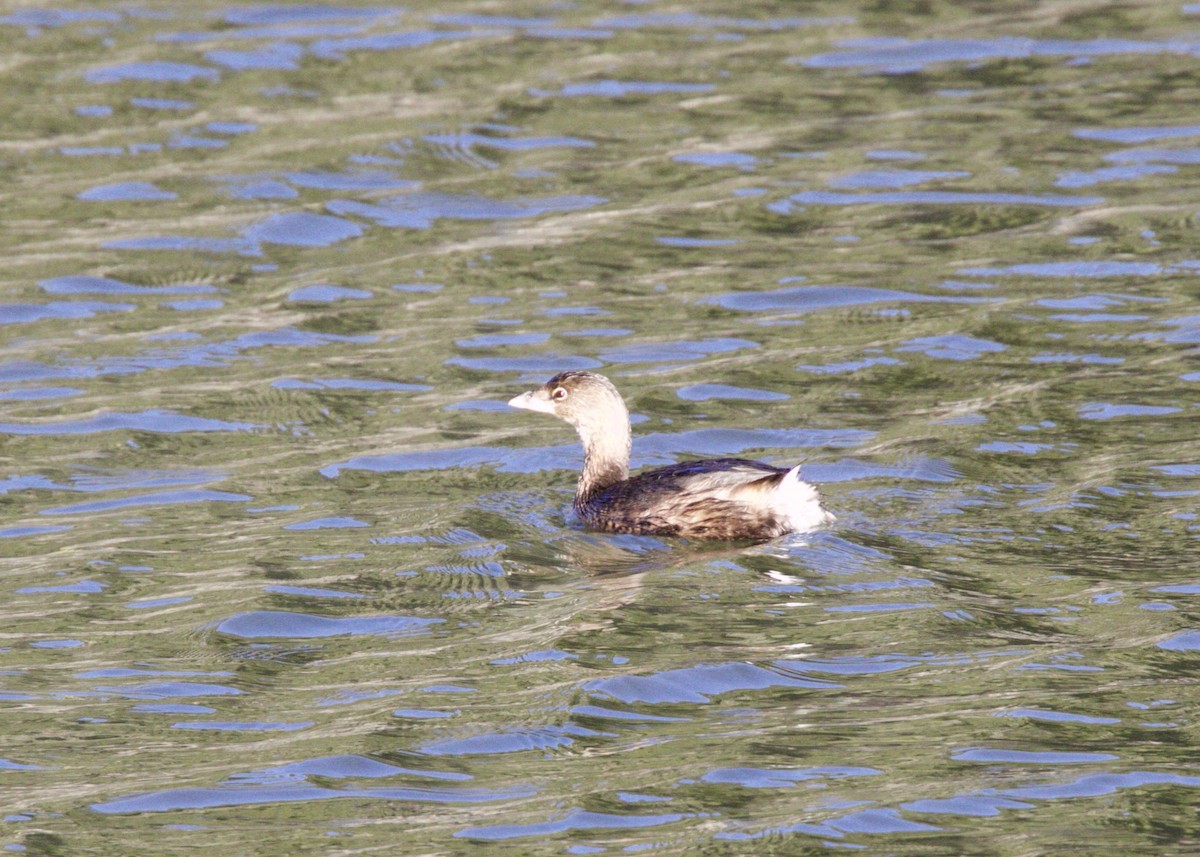 Pied-billed Grebe - ML75416961