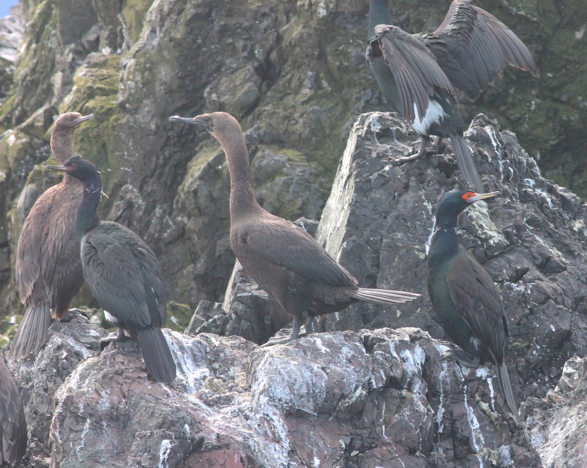 Cormorán Pelágico - ML75417361