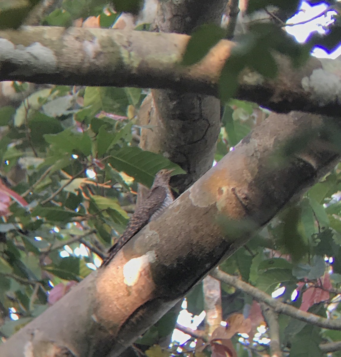 Common Cuckoo - Ramit Singal