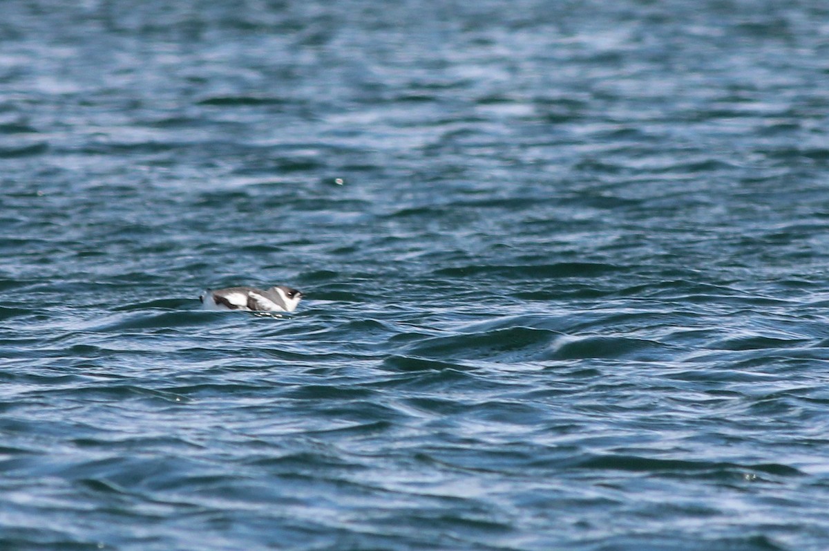 Marbled Murrelet - ML75417581