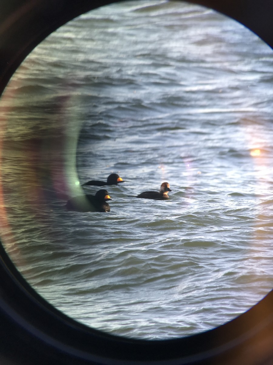 Black Scoter - ML75417661