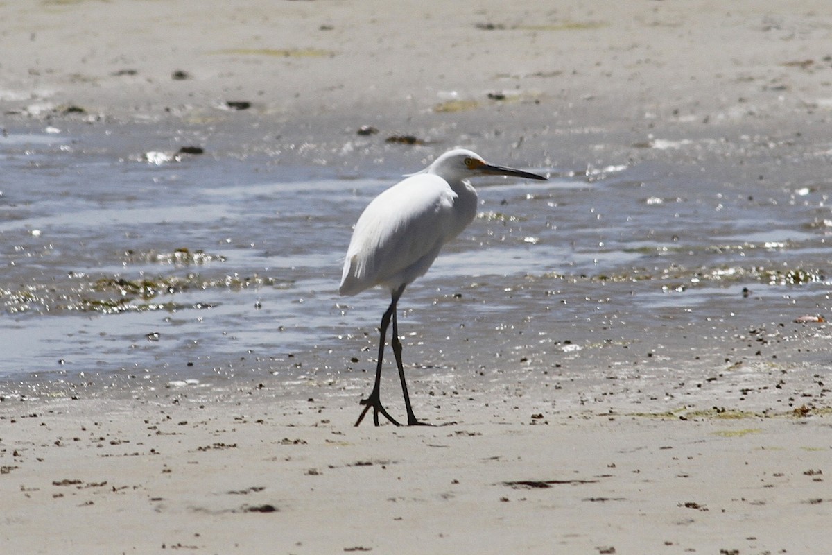 Little Egret - Robert Hamilton