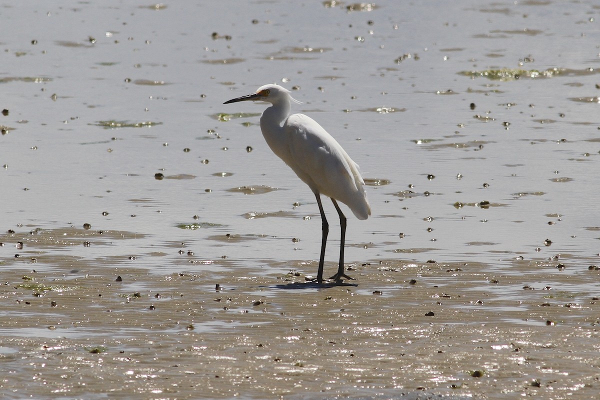 Little Egret - ML75418571