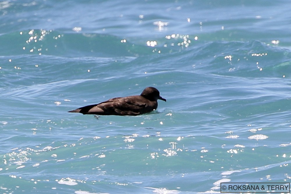 Wedge-tailed Shearwater - ML75419391