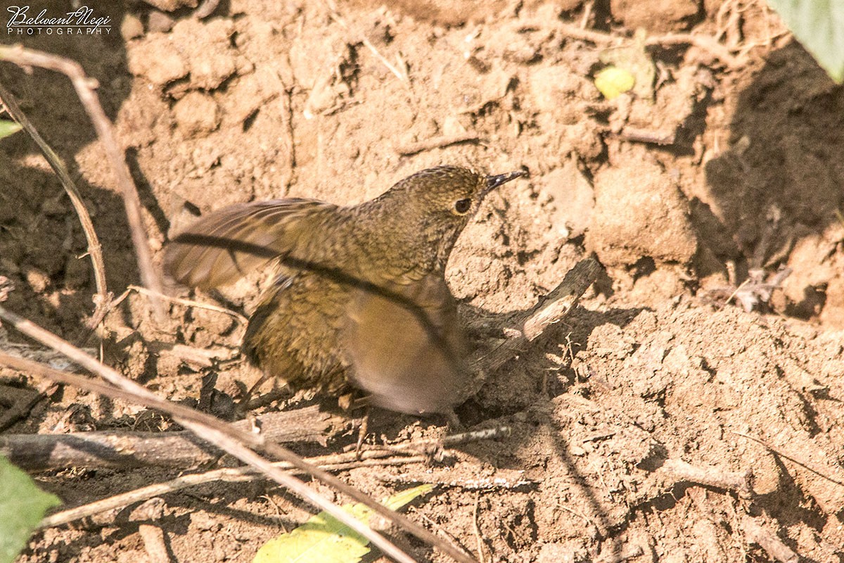 Immaculate Cupwing - Balwant Negi