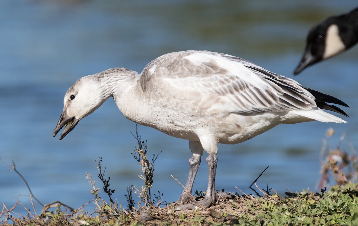 Snow Goose - Blake Matheson