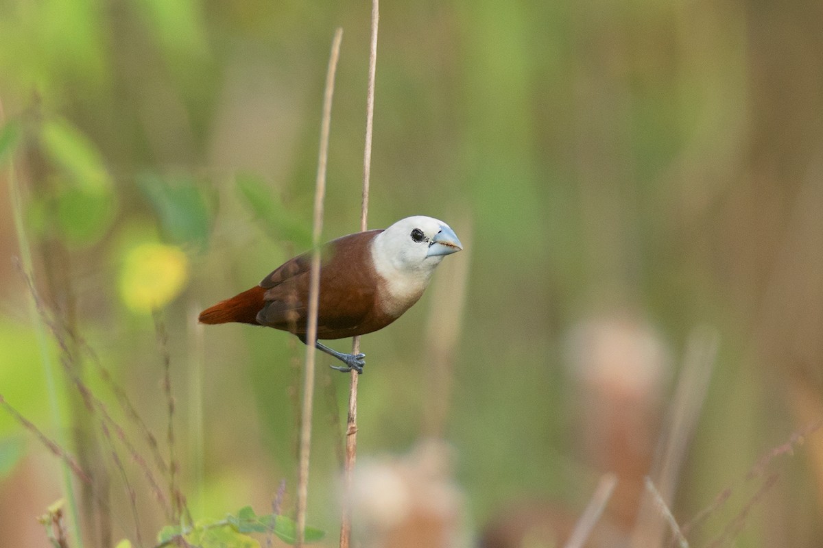 White-headed Munia - Ayuwat Jearwattanakanok