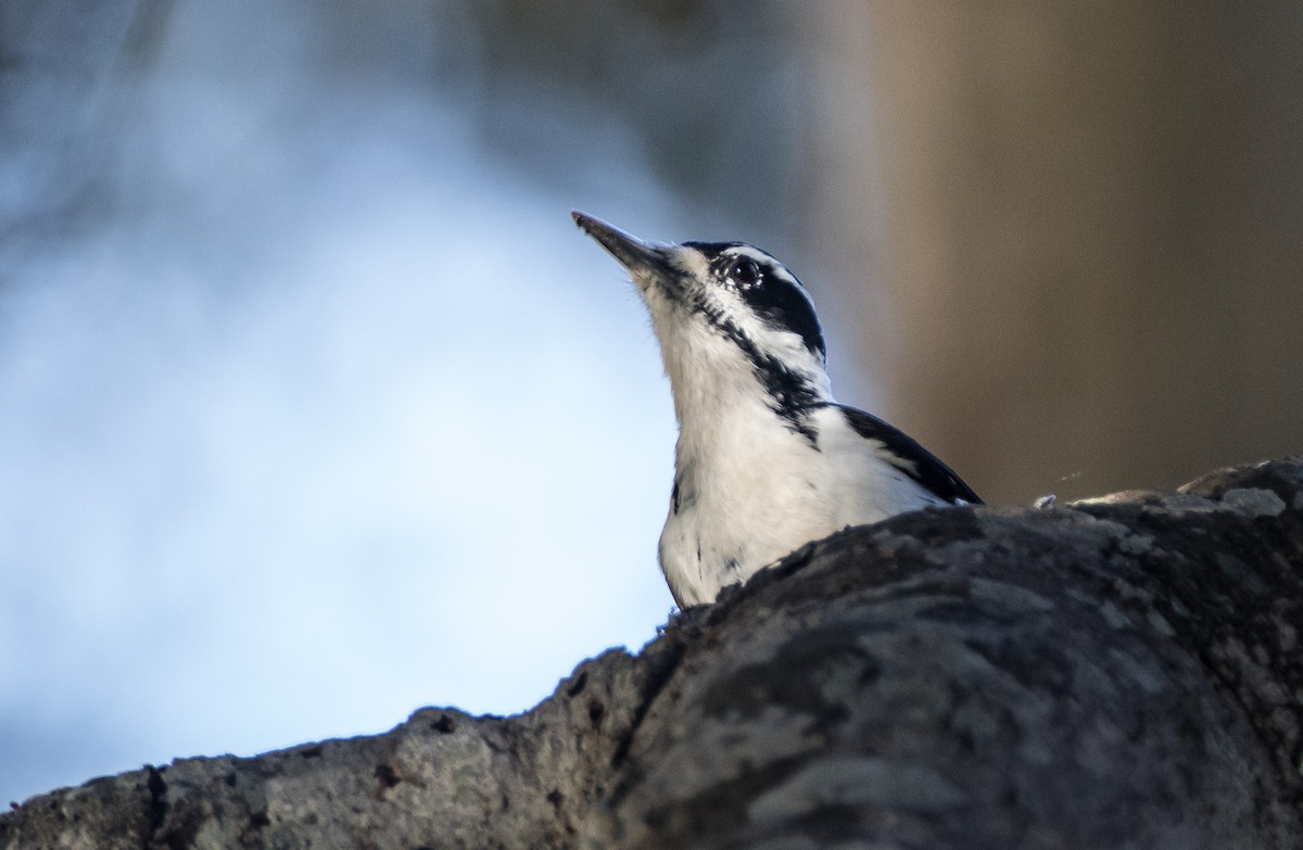 Hairy Woodpecker (Pacific) - Blake Matheson