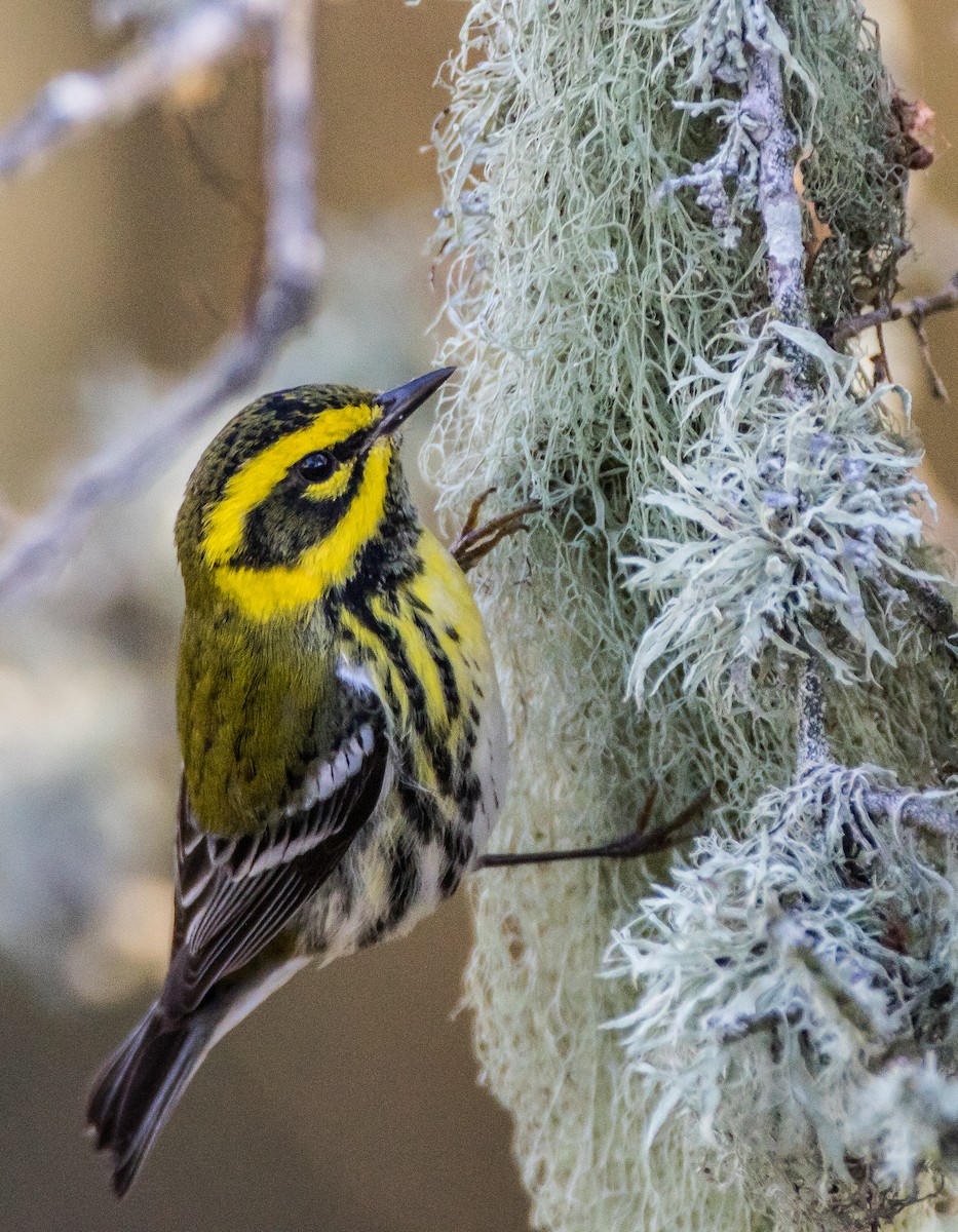 Townsend's Warbler - ML75421281