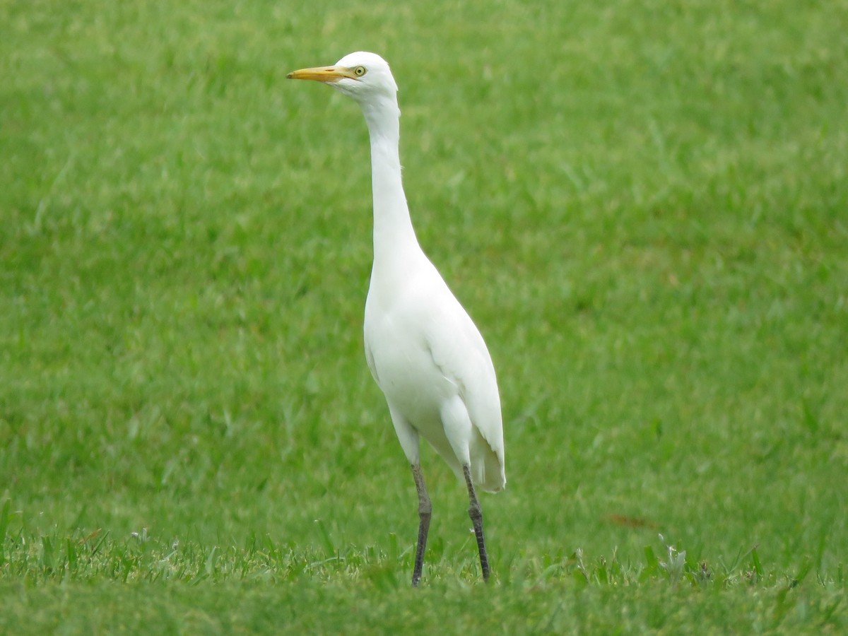 Eastern Cattle Egret - Jennifer Smith