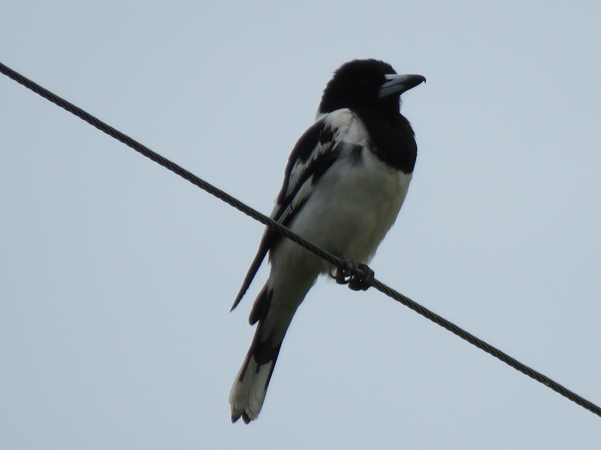 Pied Butcherbird - ML75421681