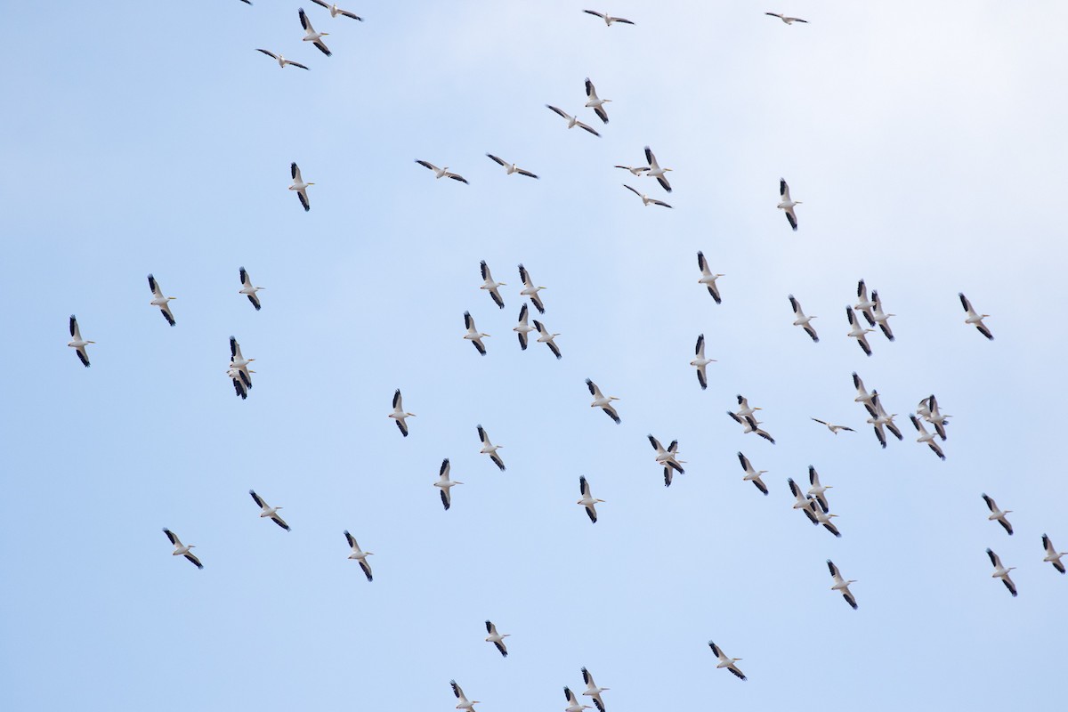 American White Pelican - ML75421871