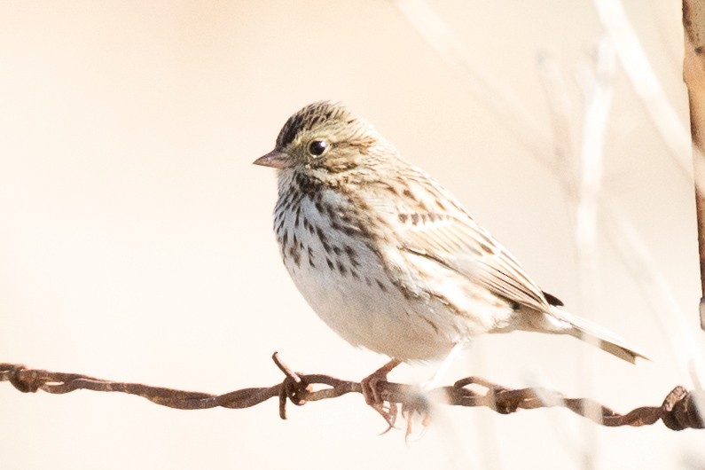 Savannah Sparrow - ML75421941