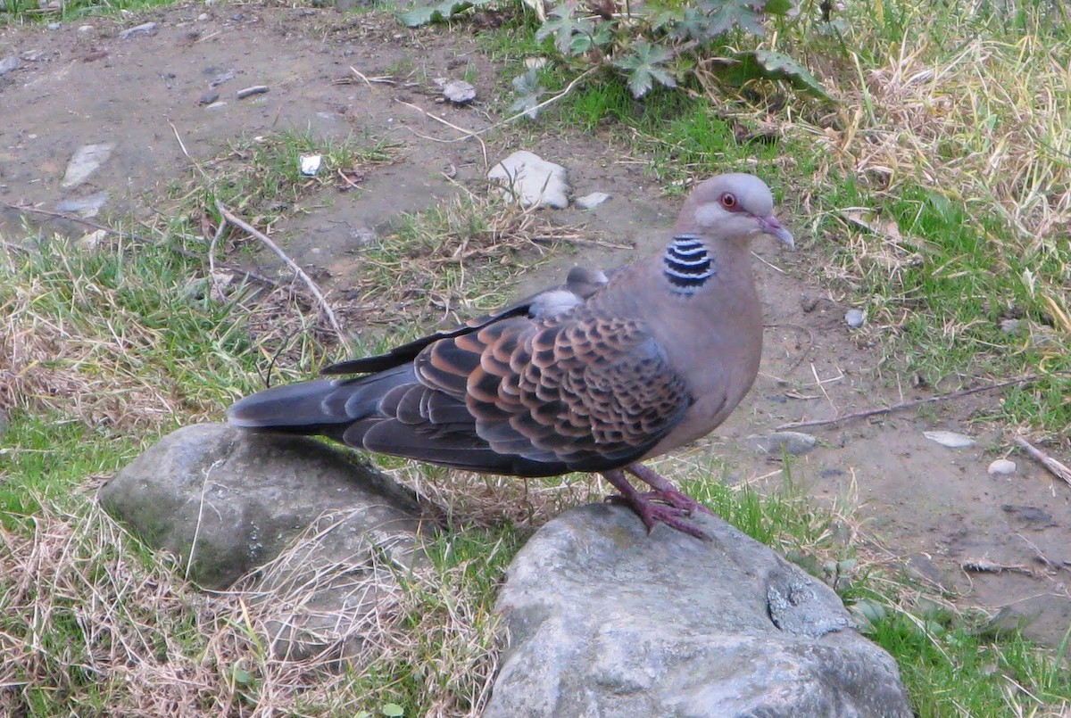 Oriental Turtle-Dove - ML75422281
