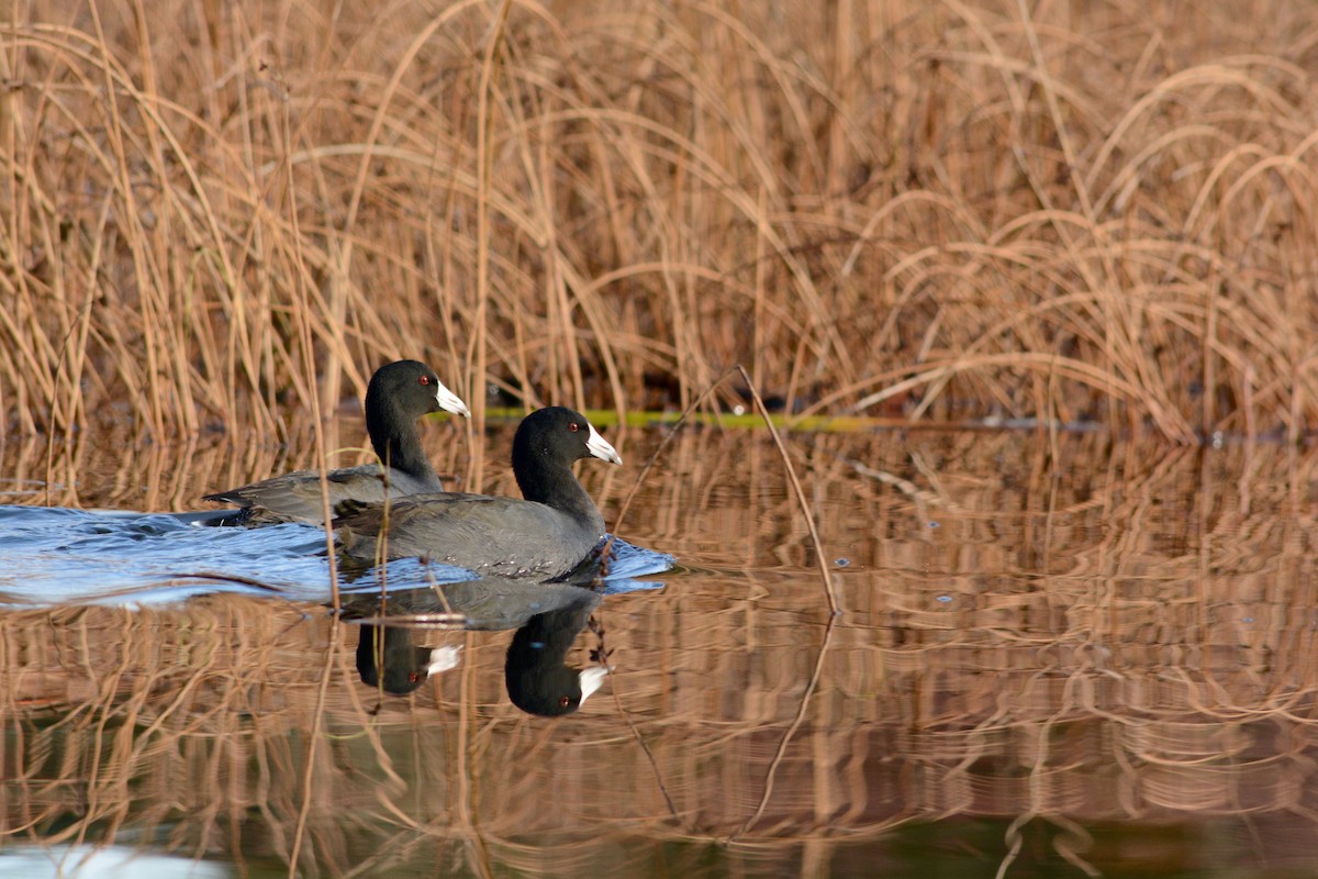 American Coot - ML75422591