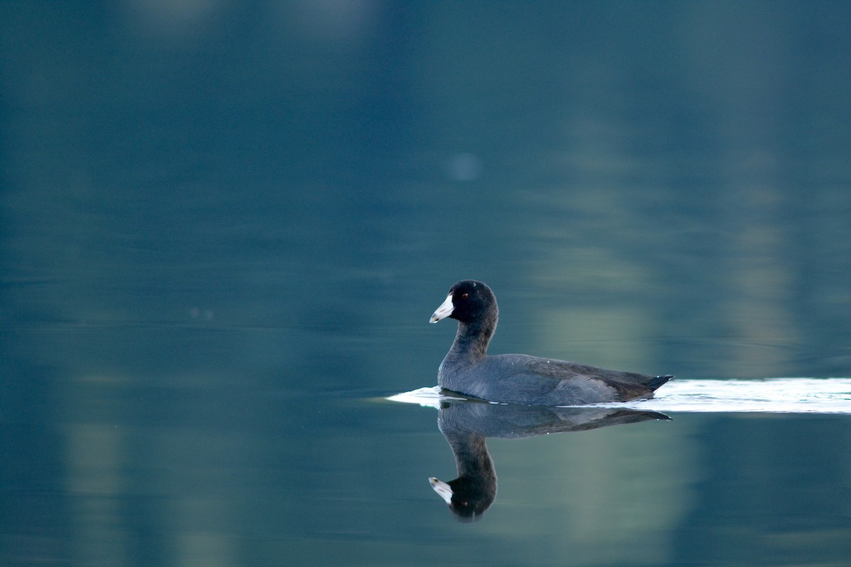 American Coot - ML75422621