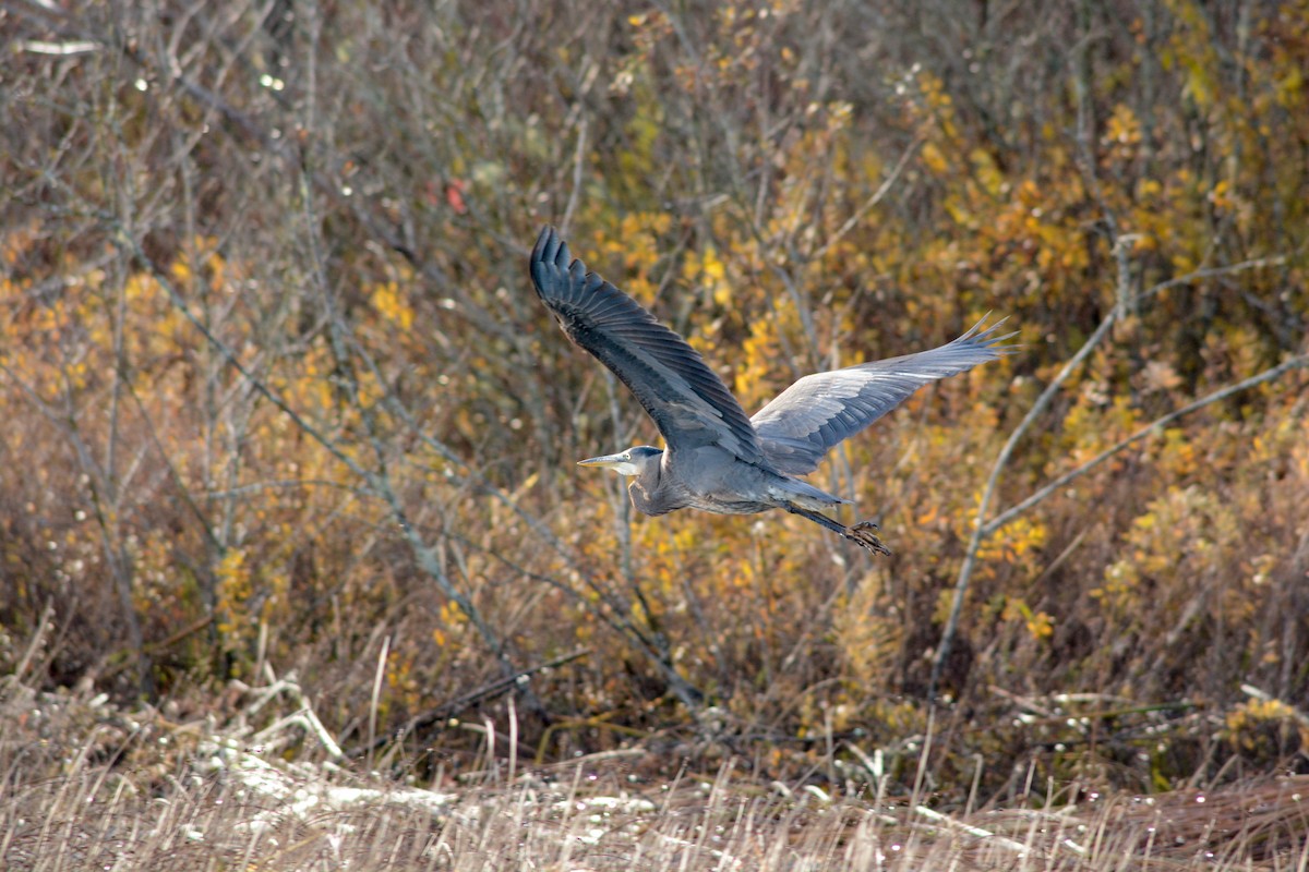 Great Blue Heron - Peter Ward