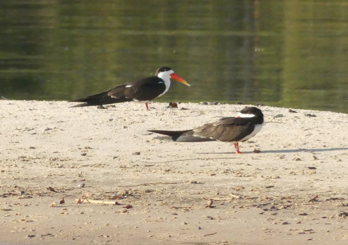 African Skimmer - ML75424801