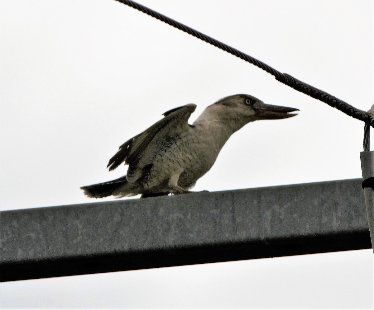 Blue-winged Kookaburra - ML75425131