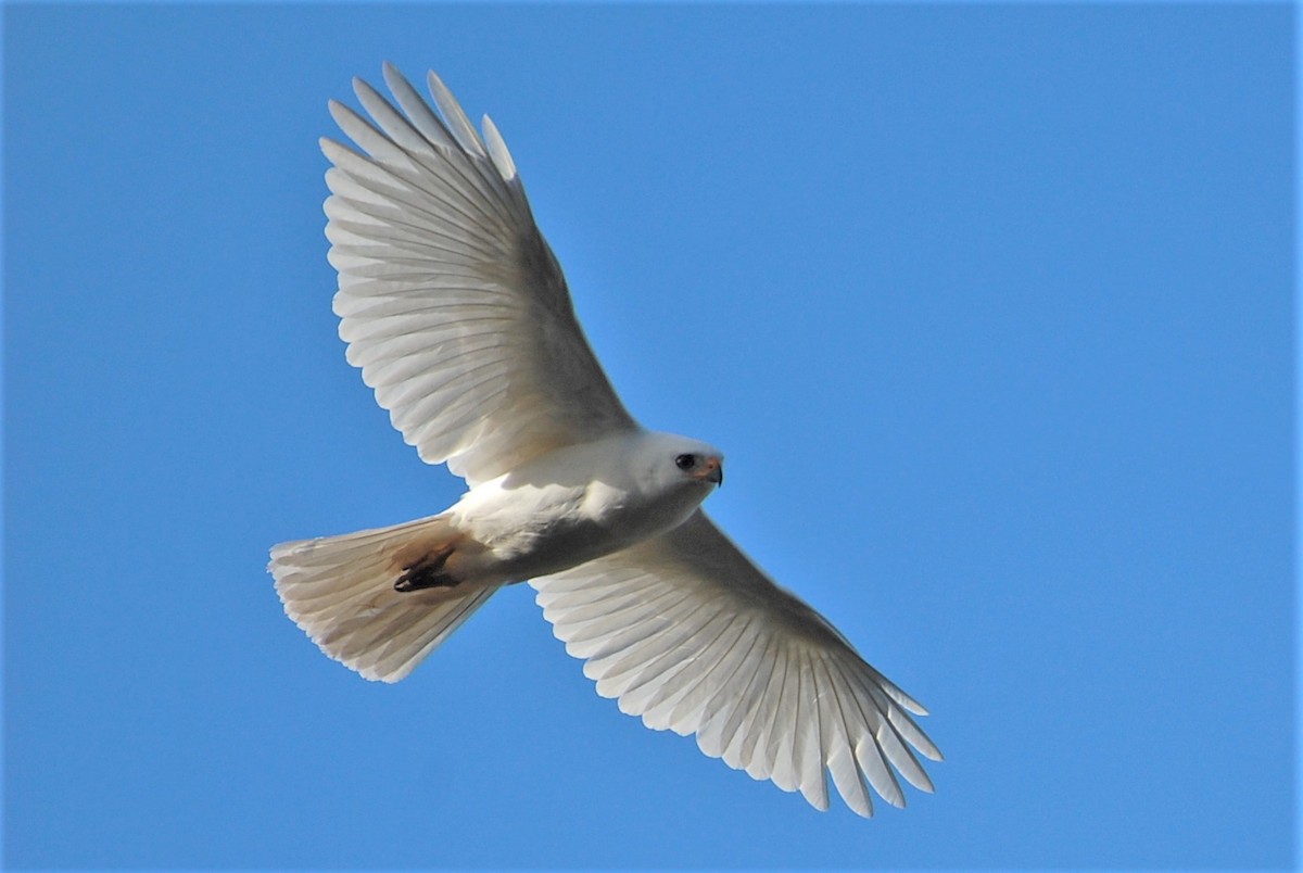 Gray Goshawk - Dirk Tomsa