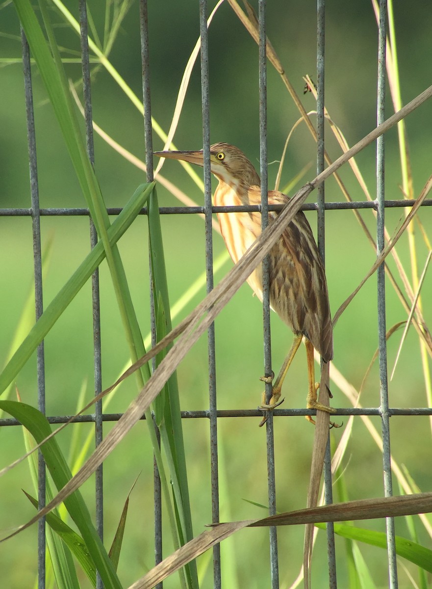 Yellow Bittern - ML75425851