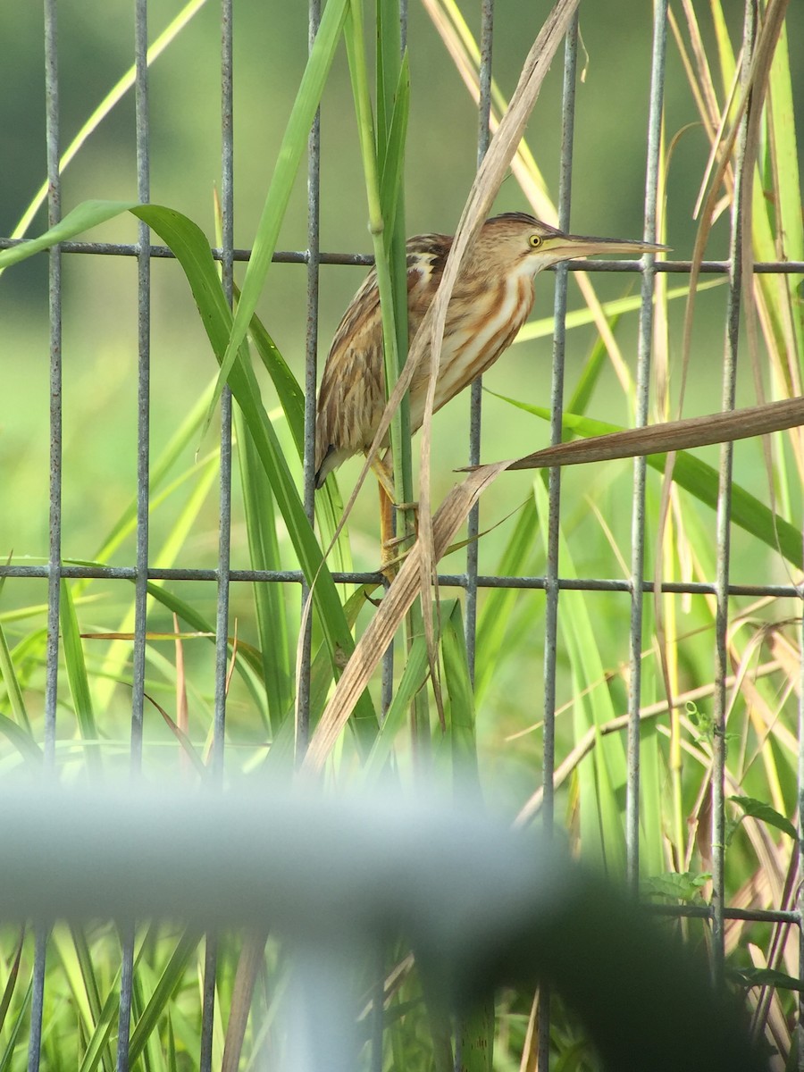 Yellow Bittern - ML75425861