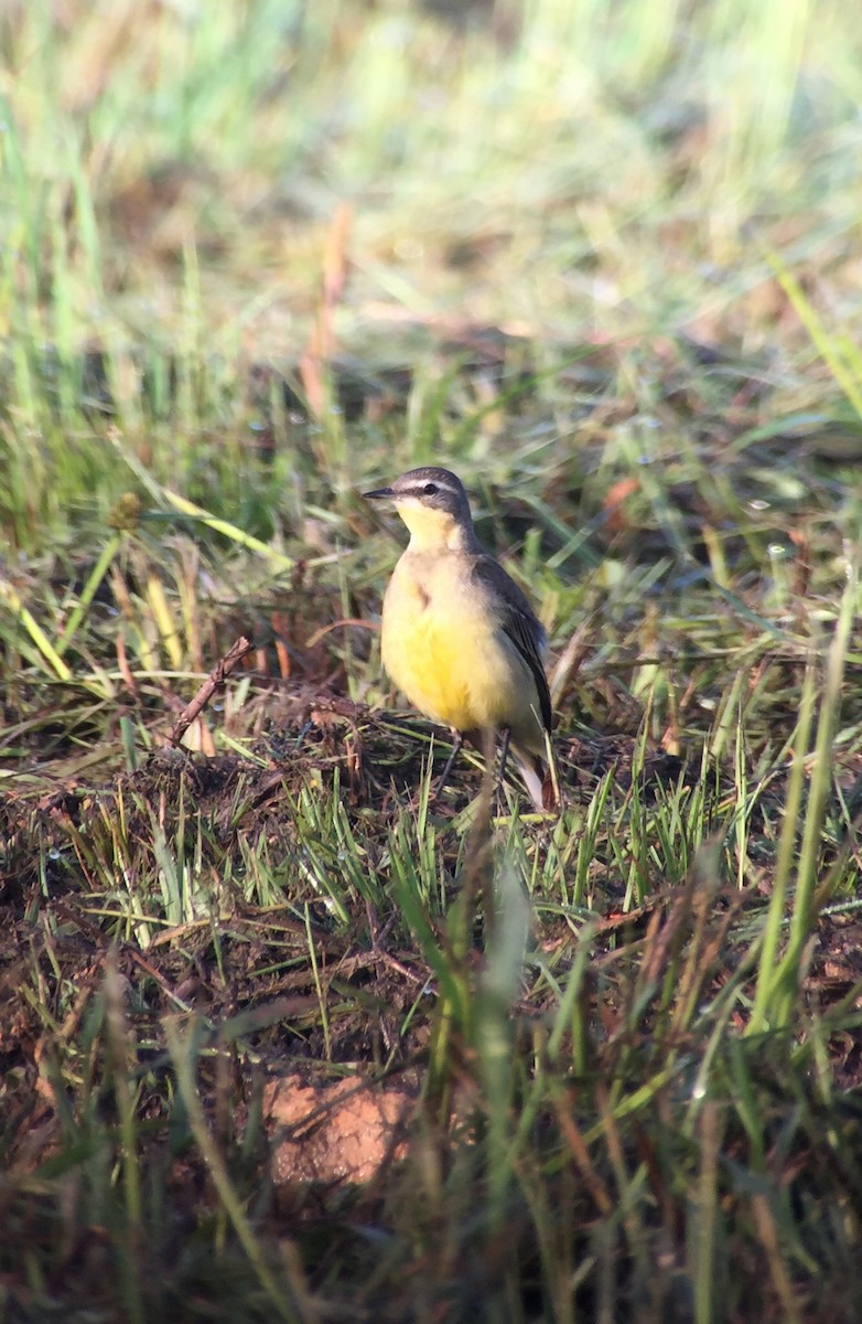 Eastern Yellow Wagtail - Martin Kennewell