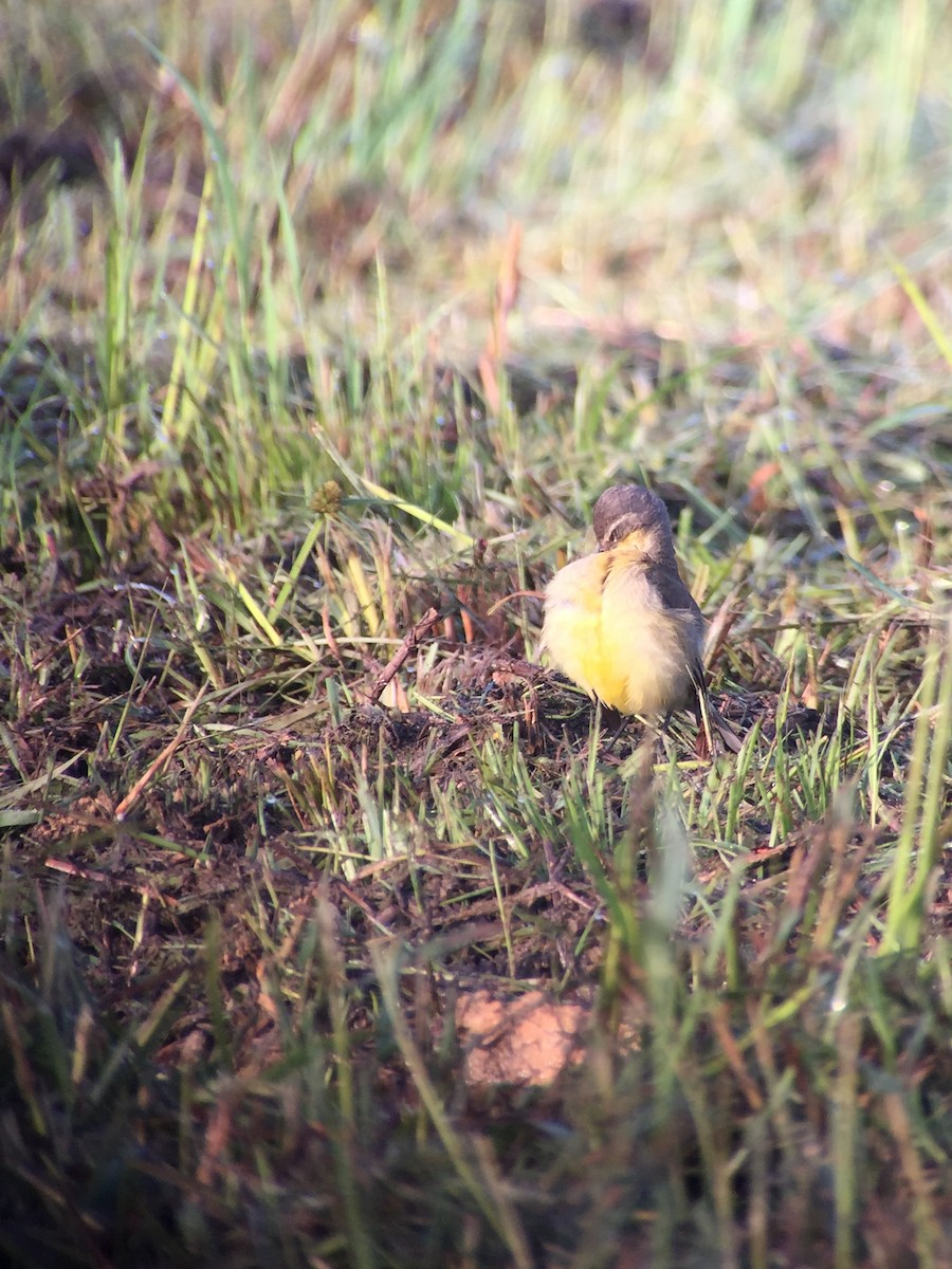 Eastern Yellow Wagtail - Martin Kennewell