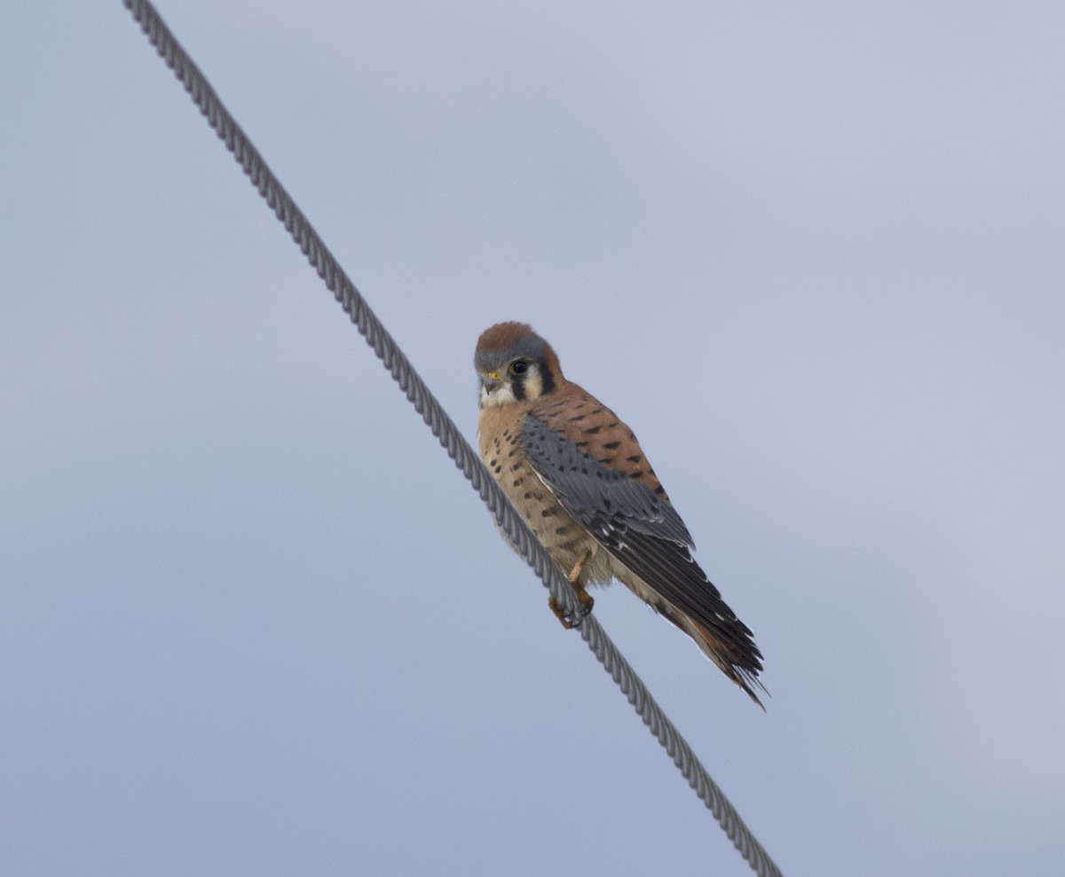 American Kestrel - Logan Lalonde